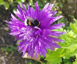 Hummel auf einer Blüte