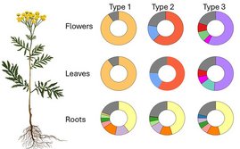 Die Zusammensetzung an Terpenen (verschiedene Farben) unterscheidet sich zwischen Tanacetum vulgare-Pflanzen von drei Chemotypen vor Allem zwischen den Blüten und Blättern. Grafik: Die Zusammensetzung an Terpenen (verschiedene Farben) unterscheidet sich zwischen Tanacetum vulgare-Pflanzen von drei Chemotypen vor Allem zwischen den Blüten und Blättern.