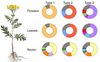 Die Zusammensetzung an Terpenen (verschiedene Farben) unterscheidet sich zwischen Tanacetum vulgare-Pflanzen von drei Chemotypen vor Allem zwischen den Blüten und Blättern. Grafik: Die Zusammensetzung an Terpenen (verschiedene Farben) unterscheidet sich zwischen Tanacetum vulgare-Pflanzen von drei Chemotypen vor Allem zwischen den Blüten und Blättern.