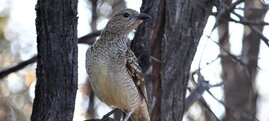 Gefleckter Laubenvogel (Ptilonorhynchus maculatus)