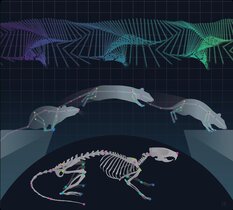 Skelettkinematik einer springenden Ratte 