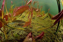 Ein Teichmolch-Männchen (Triturus vulgaris) in einem Teich. 