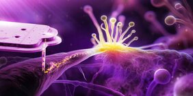 Mit einer äußerst feinen Spitze werden Bakterien in einen Pilz injiziert