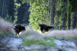 Zwei Wisente kreuzen einen Waldweg