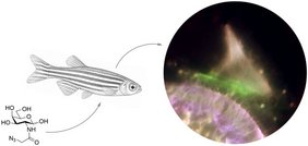 Markierte Zuckermoleküle können per Fluoreszenz-Verfahren im Innenohr der Zebrafische sichtbar gemacht werden. Auf diese Weise gelingt ein Einblick in die physiologischen Vorgänge des Innenohrs