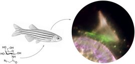 Markierte Zuckermoleküle können per Fluoreszenz-Verfahren im Innenohr der Zebrafische sichtbar gemacht werden. Auf diese Weise gelingt ein Einblick in die physiologischen Vorgänge des Innenohrs