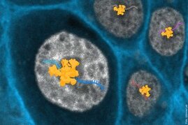 Zellen mit Zellkern (Eukarioten) mit einer animierten Darstellung von einem das Spliceosom (gelb) und RNA