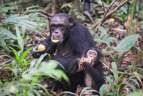 Ähnlich wie Menschen benötigen Schimpansen mehr als fünf Jahre, um wichtige Entwicklungsmeilensteine zu erreichen.