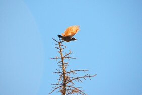 Aufbruch im internationalen Bemühen zum Schutz der Biodiversität