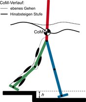 Neuromuskuläres Modell zum Gehen auf unebenem Boden.