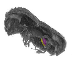 Doppelsymbiose sorgt für ein robustes Außenskelett bei holzfressenden Käfern