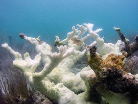 Bedrohte Elchgeweihkoralle, Acropora palmata, im Dry Tortugas National Park, die aufgrund der Hitzewelle im Sommer 2023 alle ihre Algensymbionten (auch Zooxanthellen genannt) verloren hat.  