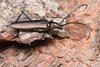 Der Totholzkäfer Aromia moschata wurde Mitte des 20. Jahrhundert selten