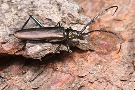 Der Totholzkäfer Aromia moschata wurde Mitte des 20. Jahrhundert selten