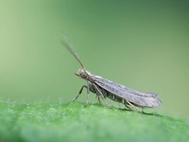 Eine Kohlmotte (Plutella xylostella) auf dem Blatt der Modellpfllanze Arabidopsis thaliana