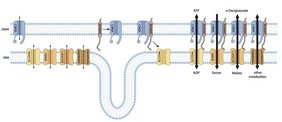 Ausschnitt der äußeren (OMM) und der inneren (IMM) mitochondrialen Membran Grafik: Ausschnitt der äußeren (OMM) und der inneren (IMM) mitochondrialen Membran