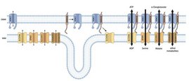 Grafik: Ausschnitt der äußeren (OMM) und der inneren (IMM) mitochondrialen Membran