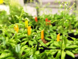 Arabidopsis Pflanze 