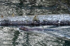 Biber können Bäume mit über 50 cm Durchmesser fällen und sie bauen Dämme. Biber im Wasser