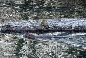 Biber im Wasser