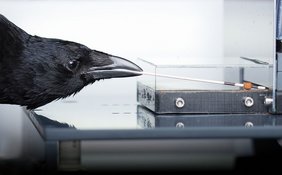 Geschickt angelt eine Rabenkrähe mithilfe eines Stäbchens, das sie als Verlängerung ihres Schnabels einsetzt, ein Futterpellet aus einer Plexiglasbox. 