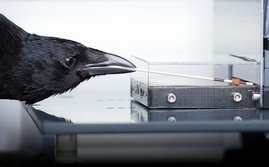 Geschickt angelt eine Rabenkrähe mithilfe eines Stäbchens, das sie als Verlängerung ihres Schnabels einsetzt, ein Futterpellet aus einer Plexiglasbox. 