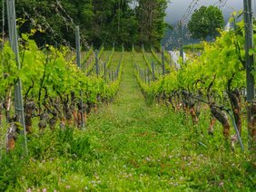 Biodiversität in Weinbergen