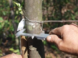 Vermessung eines Baumes