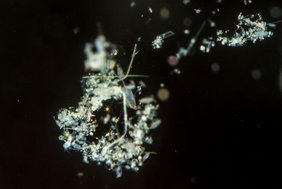 Das Bild zeigt Meeresschnee aus der Sargassosee.