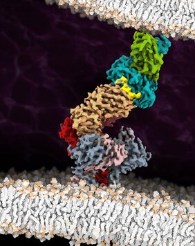 T-Zell-Rezeptor (TCR)-Komplexes mit Tumor-assoziierten Peptid/MHC-Liganden.