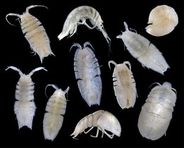 Die Isopoden der Familie Haploniscidae leben auf dem Sediment. Die Isopoden der Familie Haploniscidae leben auf dem Sediment.