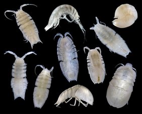 Die Isopoden der Familie Haploniscidae leben auf dem Sediment.