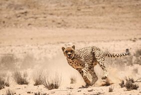 Besenderter Gepard in der Namib-Wüste 