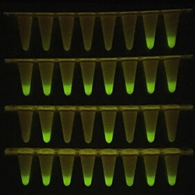 Die vor einem LED-Schirm fluoreszierenden Proben zeigen die Anwesenheit von SARS-CoV-2 Virus-RNA an, die hier mittels des neuen Schnelltestverfahrens detektiert wurde. 