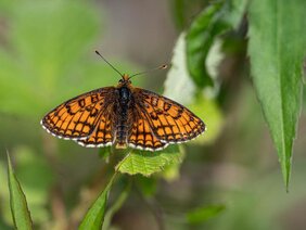 Seltene Schmetterlinge wie der Westliche Scheckenfalter (Melitaea parthenoides) leiden unter den hohen Stickstoffemmissionen. 