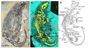 Megacauda sungei: a) Fotografie des Fossils. b) Röntgenfluoreszenz-Aufnahme (gelb: Skelett, dunkelgrau: Fell und Weichteile, türkis: umgebendes Sediment), c) Umzeichnung mit Benennung der wichtigsten Knochen. 