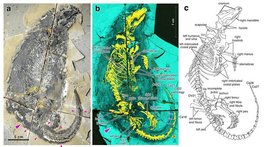 Megacauda sungei: a) Fotografie des Fossils. b) Röntgenfluoreszenz-Aufnahme (gelb: Skelett, dunkelgrau: Fell und Weichteile, türkis: umgebendes Sediment), c) Umzeichnung mit Benennung der wichtigsten Knochen. 