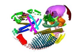  CT Scan embryonaler Schimpanse