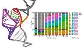 Sequenzierung erlaubt einen Einblick in die Selektion von Aptameren, links dreidimensionale Struktur eines Aptamers, rechts Analyse von Sequenzierdaten 