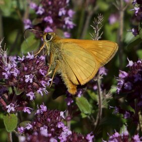 Schmetterling