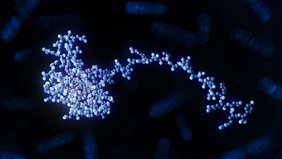 Atomares Modell des RbpB-Proteins von Bacteroides thetaiotaomicron