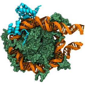 Schematische Darstellung der Bindung des Pionier-Transkriptionsfaktors Oct4 (blau) an das Nukleosom (ein Komplex aus Proteinen (grün) und der um diese Proteine gewickelten DNA (orange)).  