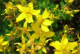 Blüten des Johanniskrauts