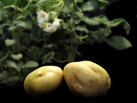 Kartoffeln mit Pflanzen und Blüten Genom