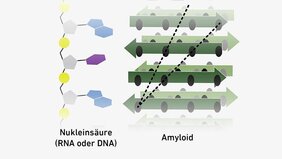 Nukleinsäuren und Amyloide haben beide eine periodische Struktur.