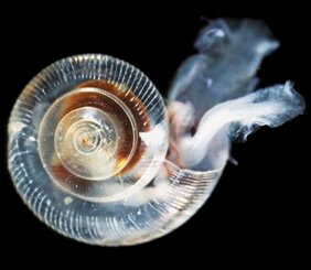 Die Schale dieser Pteropoda («Flügelschnecke»), einer Meeresschneckenart, wurde durch versauertes Ozeanwasser beschädigt. Dies zeigt sich an den von innen nach aussen verlaufenden Linien.