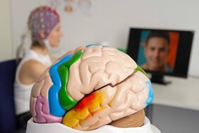Modell eines menschlichen Gehirn