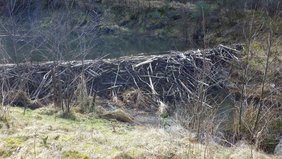 Biberdamm in der Eifel. 