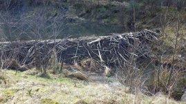 Biberdamm in der Eifel. 