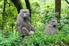 Ein männlicher und ein weiblicher Anubispavian (Papio anubis) im Bwindi Impenetrable Forest Nationalpark. 